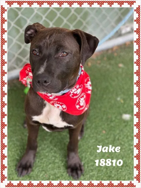 Jake See Also Jackjack thumbnail 2