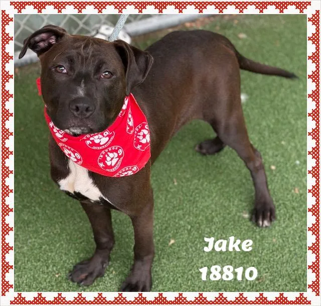 Jake See Also Jackjack thumbnail 3
