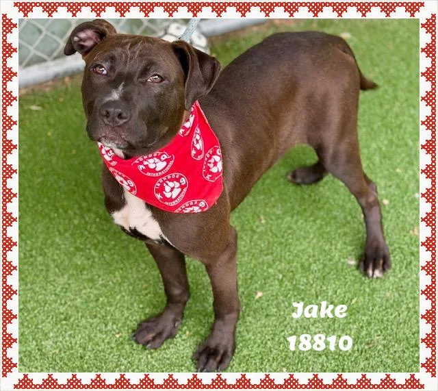 Jake See Also Jackjack thumbnail 4