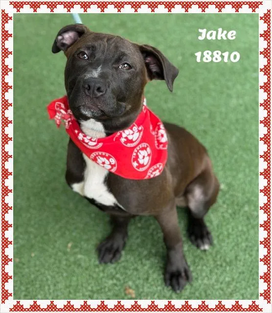 Jake See Also Jackjack thumbnail 5