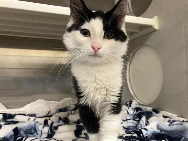A baby small-sized male Domestic Short Hair cat named Memphis for adoption in Tustin, CA