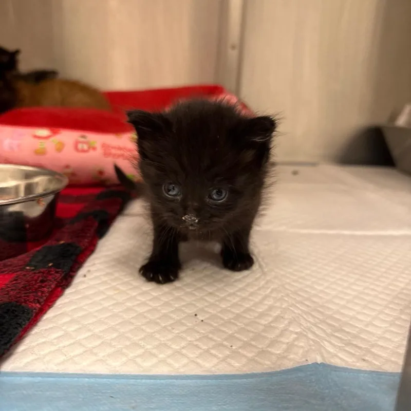 A baby small-sized female Black Domestic Short Hair cat named Obsidian for adoption in Spring Hill, KS