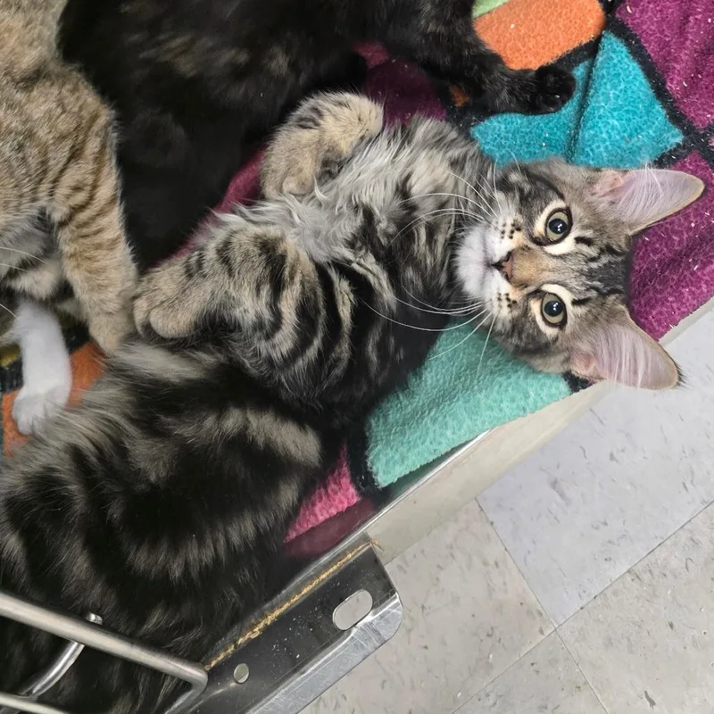 A baby small-sized male Brown / Chocolate Domestic Medium Hair cat named Chiffon for adoption in Spokane, WA