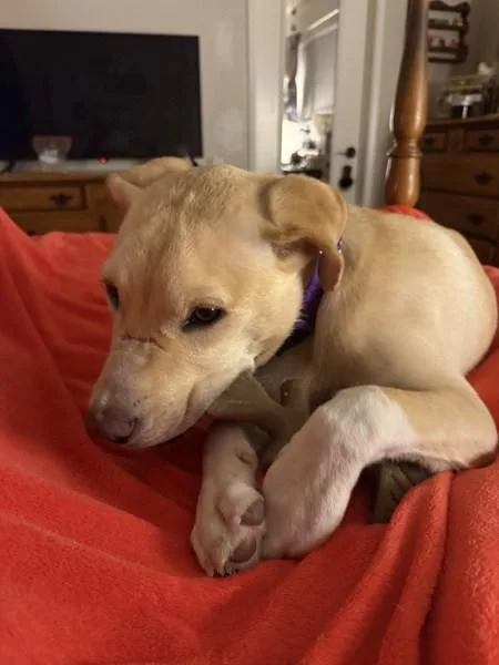 A young medium-sized male Labrador Retriever dog named Hulk for adoption in San Diego, CA
