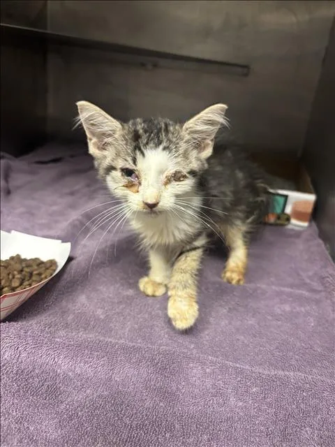 A baby small-sized female Domestic Short Hair cat named A for adoption in Conroe, TX