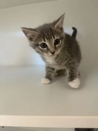 A baby small-sized male Domestic Short Hair cat named Rosfield for adoption in Fairfax, VA