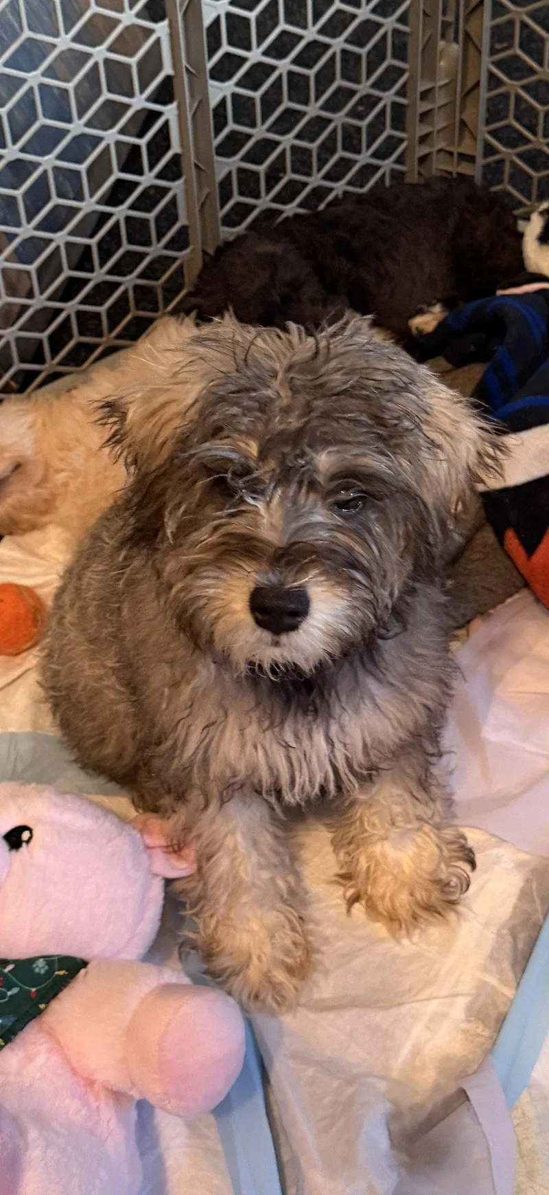 A baby small-sized male Schnauzer dog named "Gandolf" Finn for adoption in Wheaton, IL