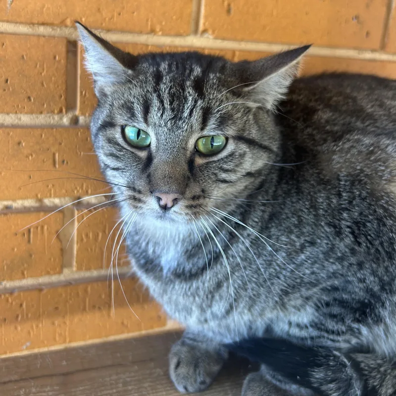 Tinker  Jovi  thumbnail 3