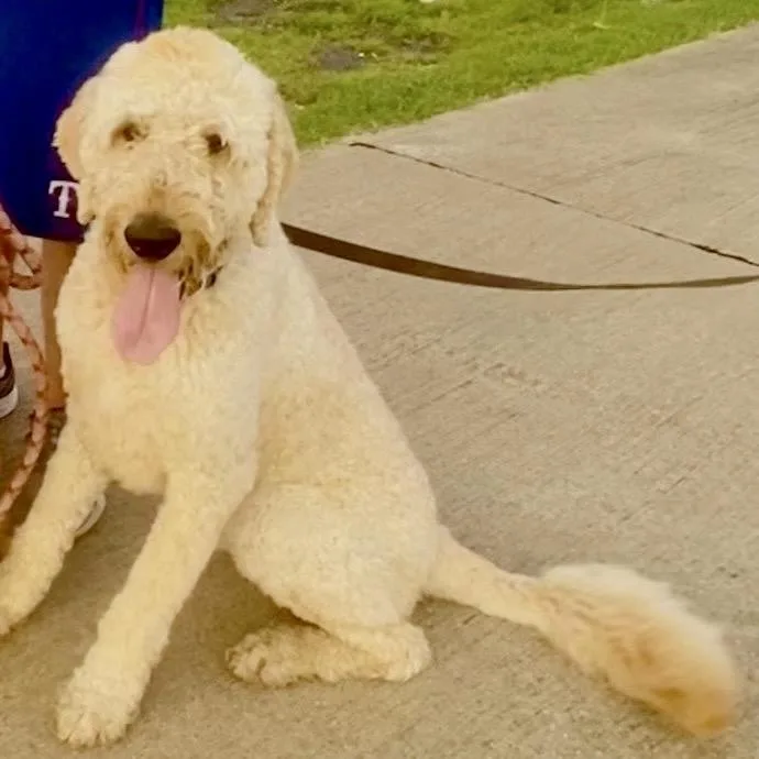 A senior large-sized male White / Cream Golden Retriever dog named Bailey for adoption in Dallas, TX