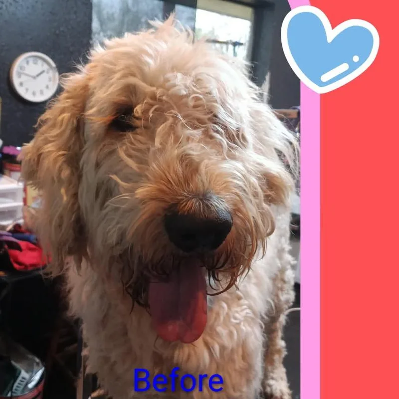Bailey thumbnail 3
