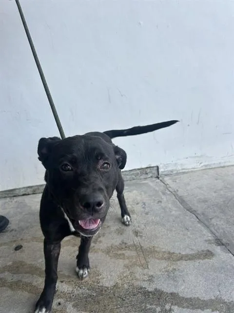 A young medium-sized female Terrier dog named Alahia for adoption in Miami, FL