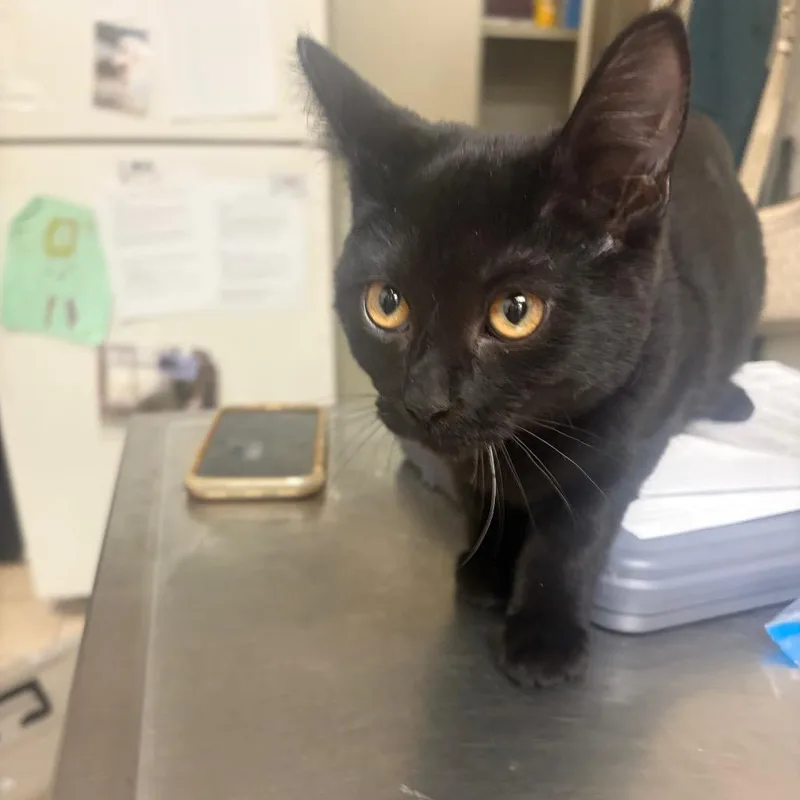 A baby medium-sized male Domestic Short Hair cat named Gilligan for adoption in Pekin, IL