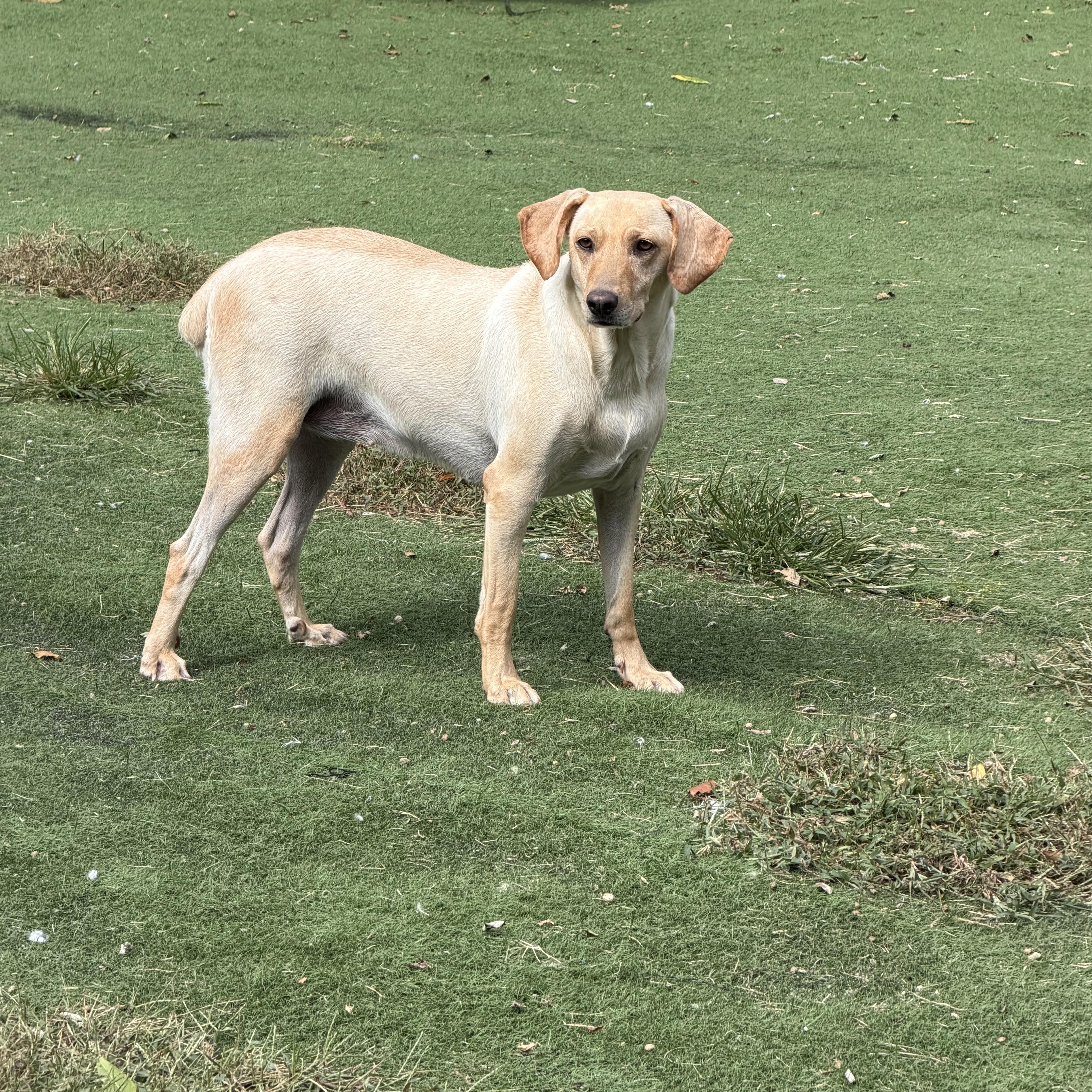 An adult medium-sized female Mixed Breed dog named Georgia for adoption in Ocean View, NJ