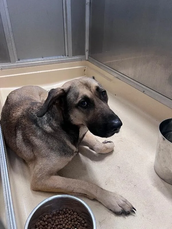 An adult medium-sized male Yellow / Tan / Blond / Fawn German Shepherd Dog dog named Unknown for adoption in Burgaw, NC