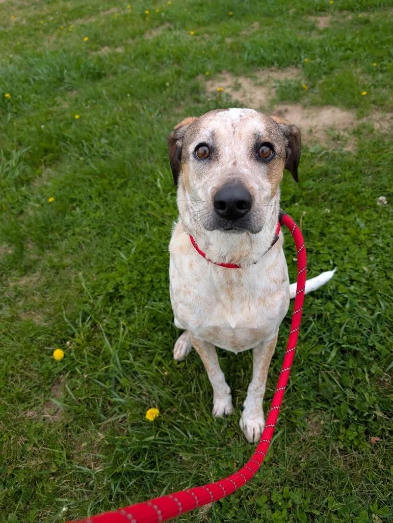 A young medium-sized female Hound dog named Laurel for adoption in Pierceton, IN