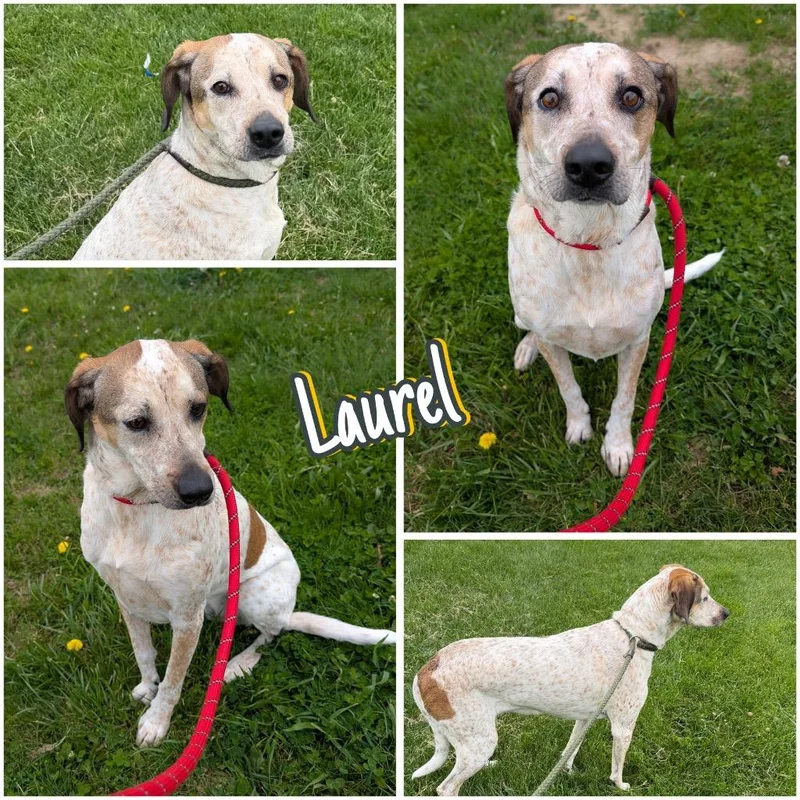 Laurel thumbnail 5
