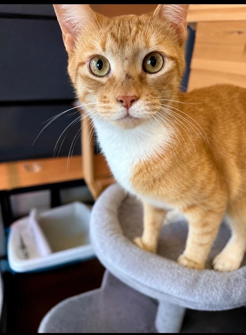 A young medium-sized male Orange / Red Domestic Short Hair cat named Archie for adoption in Boca Raton, FL