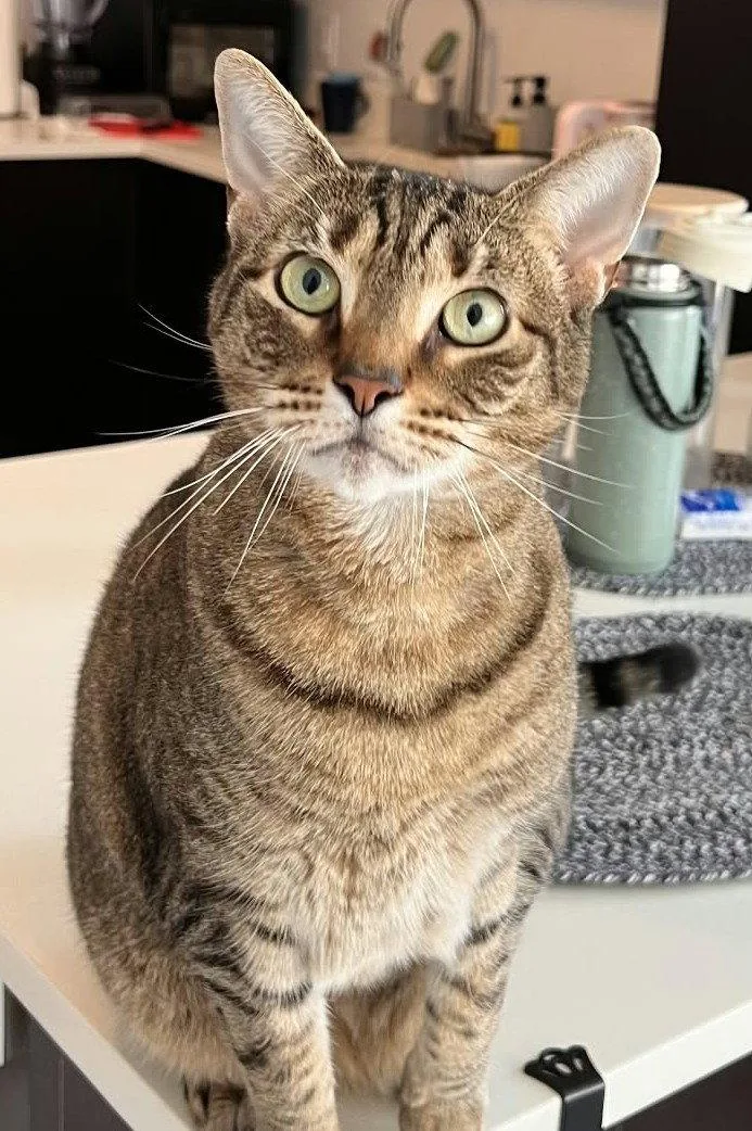 An adult medium-sized female Domestic Short Hair cat named Julep for adoption in Trenton, NJ