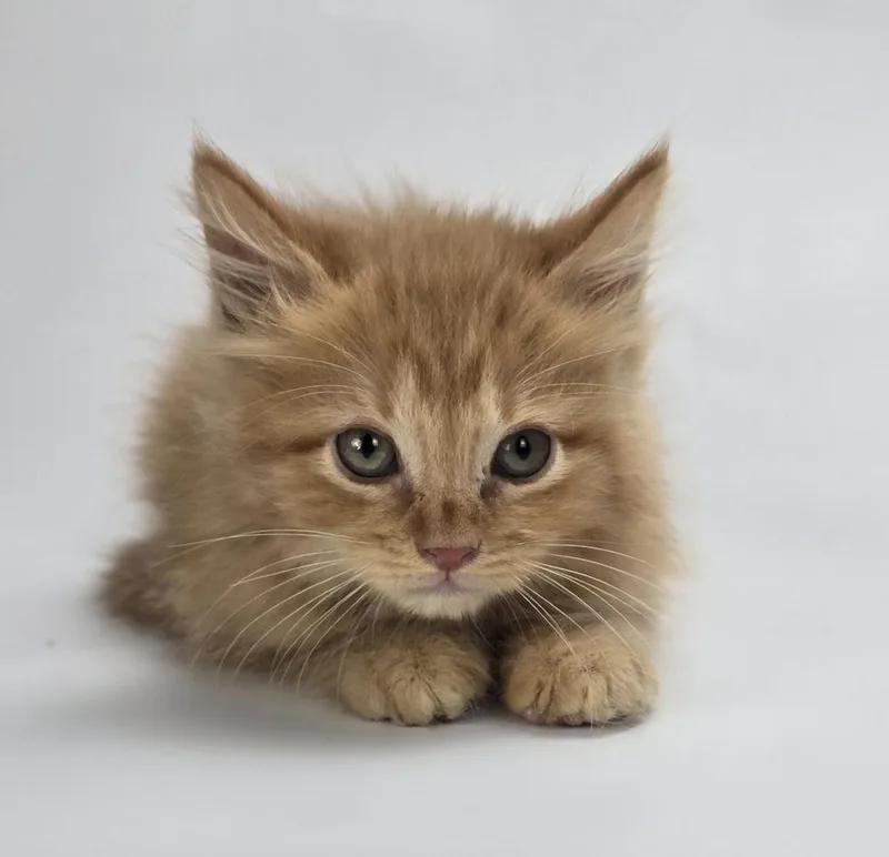 A baby medium-sized male Tabby (Orange / Red) Domestic Medium Hair cat named Firecracker for adoption in Sedalia, CO