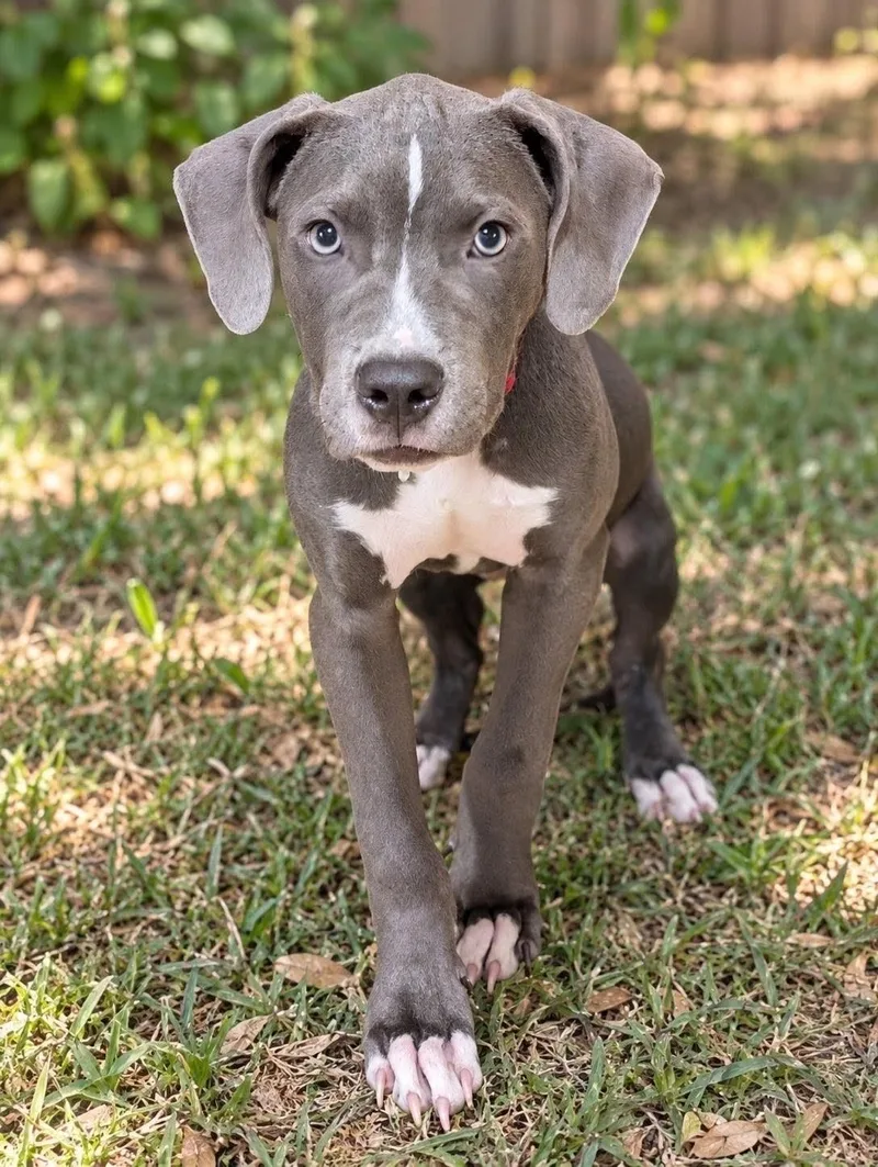 A young medium-sized male Gray / Blue / Silver Pit Bull Terrier dog named Bravo for adoption in Baton Rouge, LA