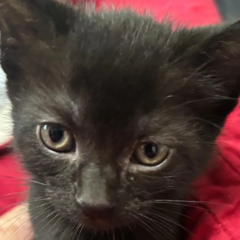 A baby small-sized female Domestic Short Hair cat named Jamaica for adoption in Shelbyville, IN