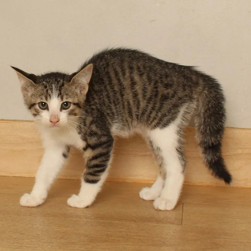 A baby small-sized male Brown / Chocolate Domestic Short Hair cat named Fierce C for adoption in Minnetonka, MN