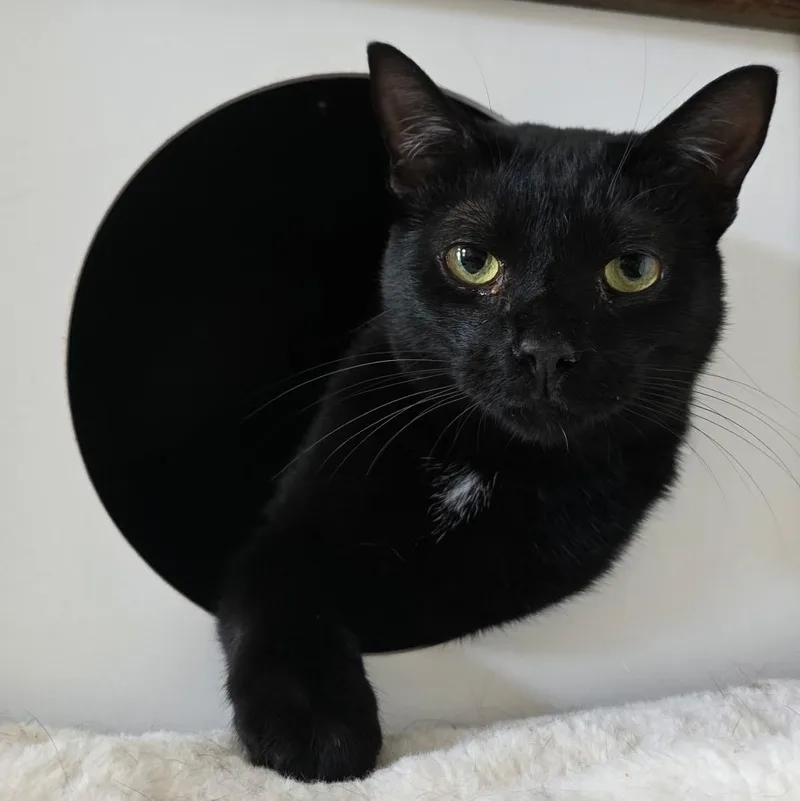 A young medium-sized male Domestic Short Hair cat named Turnip for adoption in New Orleans, LA