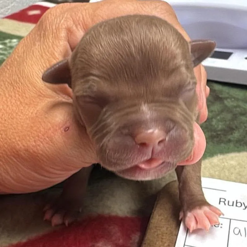 A baby small-sized female Red / Chestnut / Orange Pit Bull Terrier dog named Pebbles for adoption in Wichita, KS