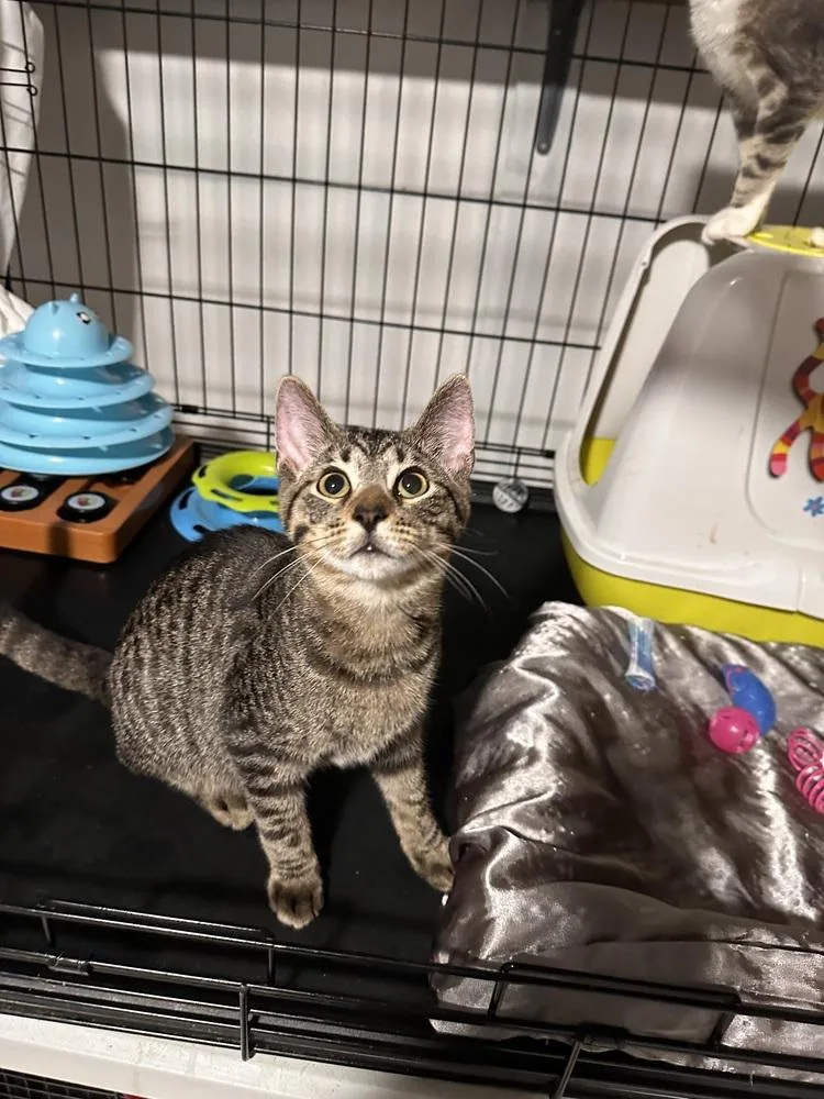 A baby small-sized male Brown / Chocolate Tabby cat named Stewart for adoption in Greensburg, PA