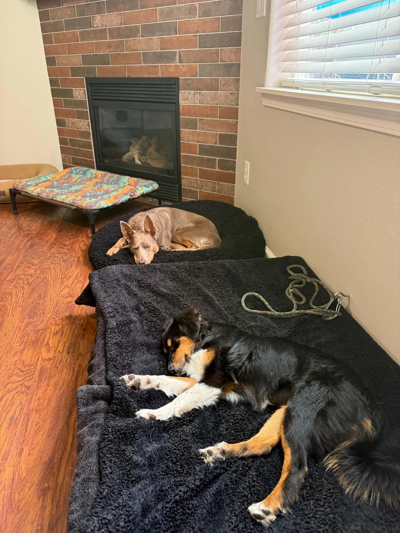 A baby medium-sized female Tricolor (Brown, Black, & White) Australian Shepherd dog named Nellie for adoption in Bend, OR