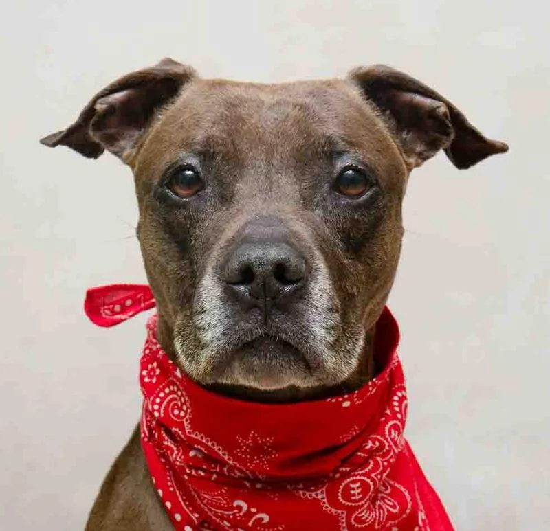 An adult medium-sized male Brown / Chocolate Terrier dog named Nas for adoption in Sanford, FL