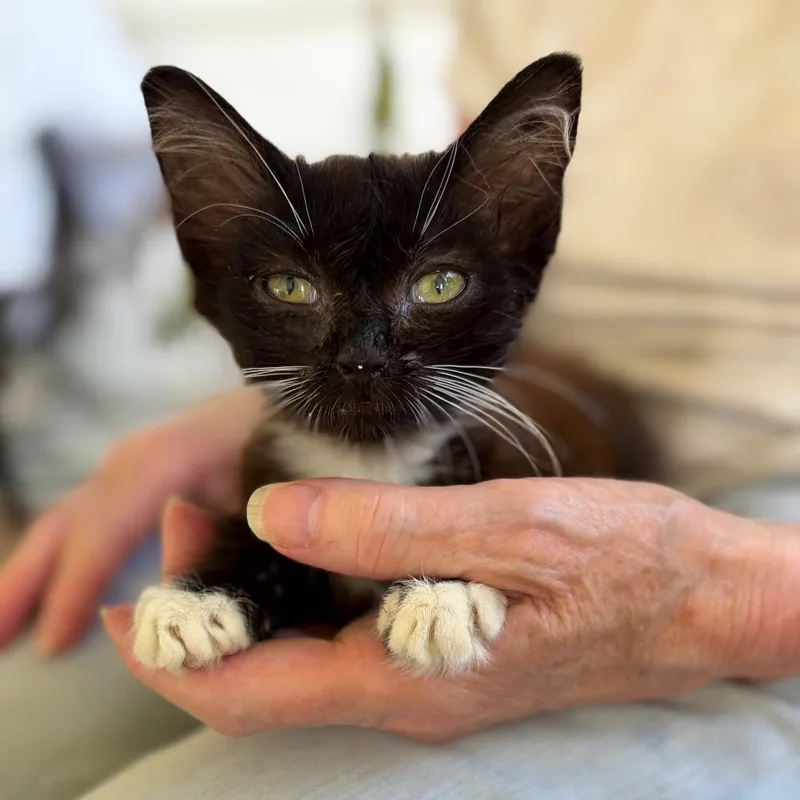 A baby small-sized female Black Domestic Medium Hair cat named Annie Airy for adoption in Sequatchie, TN
