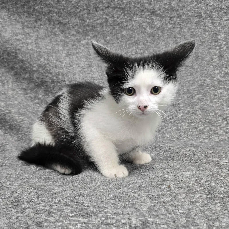 A baby medium-sized male Domestic Short Hair cat named Creed for adoption in Frankfort, IN