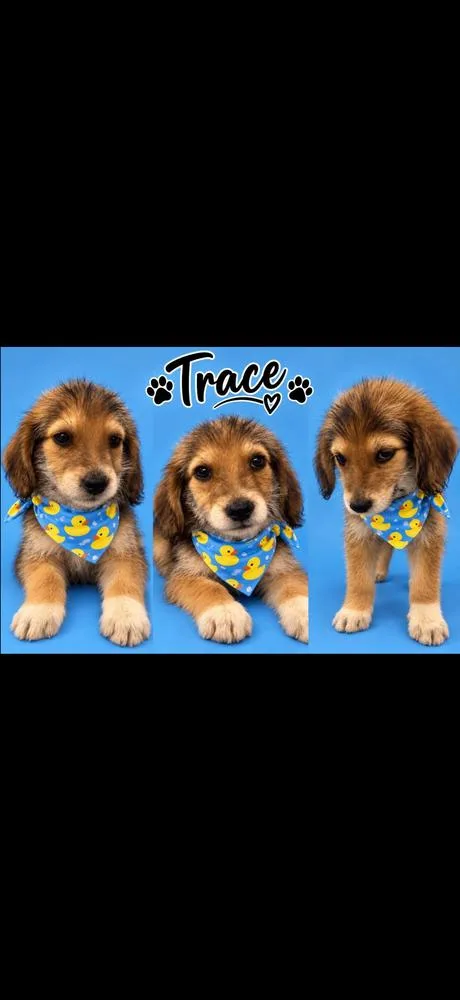A baby medium-sized male Terrier dog named Trace for adoption in Cheektowaga, NY