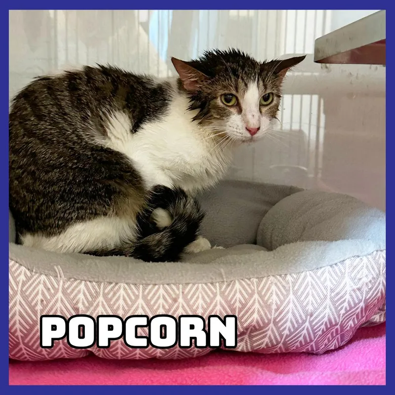 A young medium-sized male White Domestic Short Hair cat named Popcorn for adoption in Glenwood, MN