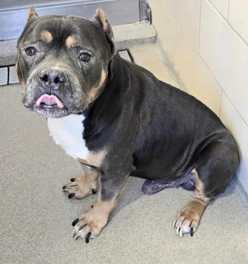 An adult medium-sized male Gray / Blue / Silver American Bully dog named 26-205 for adoption in Amityville, NY
