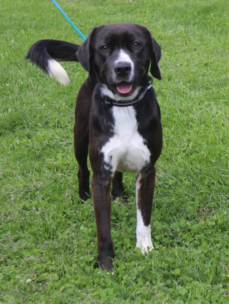 An adult medium-sized male Black Labrador Retriever dog named Mason for adoption in Heath, OH