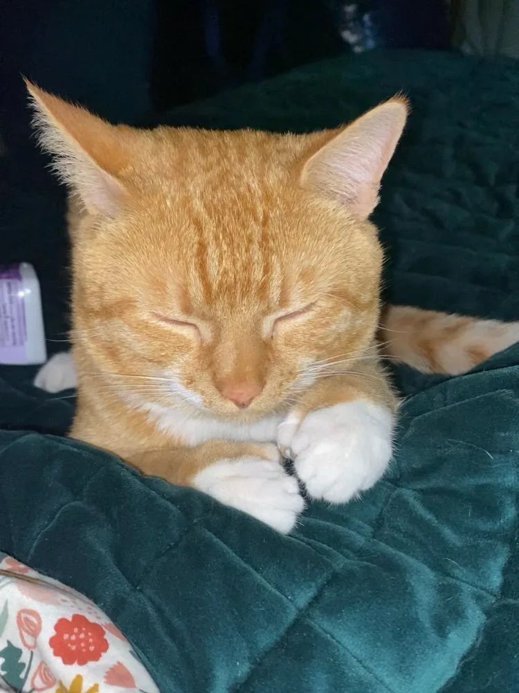 An adult medium-sized male Orange & White Domestic Short Hair cat named Ginger for adoption in Herndon, VA