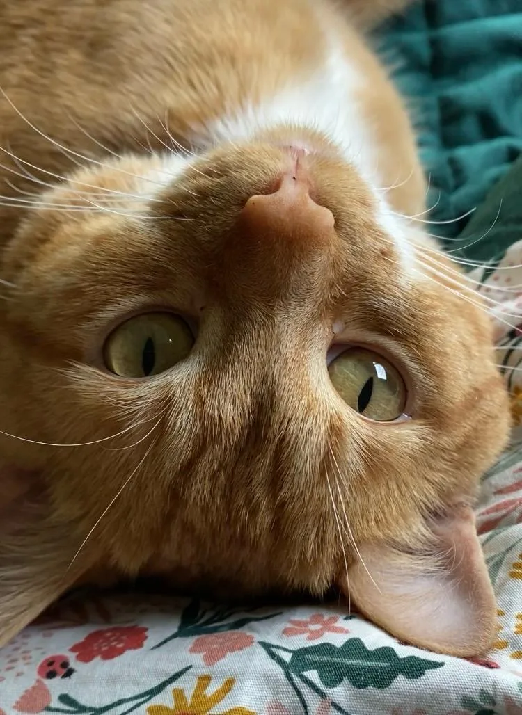 Ginger thumbnail 2