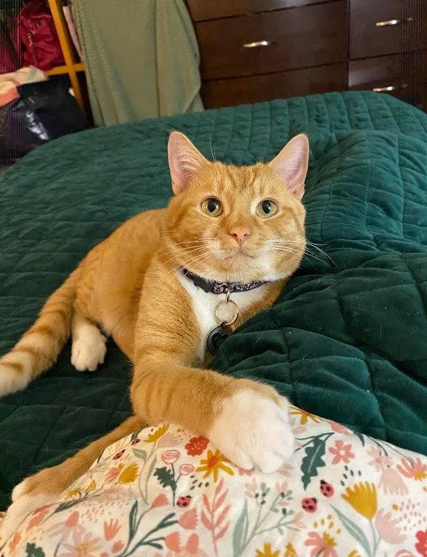 Ginger thumbnail 3