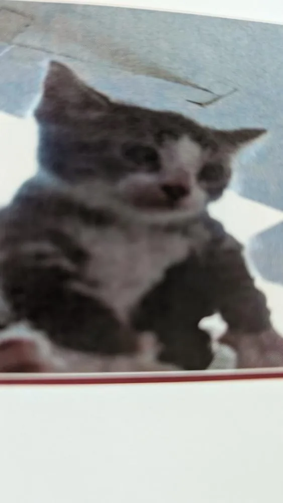 A baby small-sized male Gray & White Domestic Short Hair cat named Hamster for adoption in Parker, CO