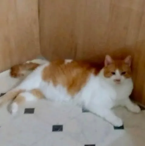 Pootie thumbnail 3
