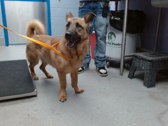 An adult medium-sized female German Shepherd Dog dog named Belle for adoption in Albuquerque, NM
