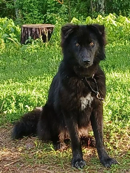 An adult large-sized male German Shepherd Dog dog named Nicolas for adoption in Shawano, WI