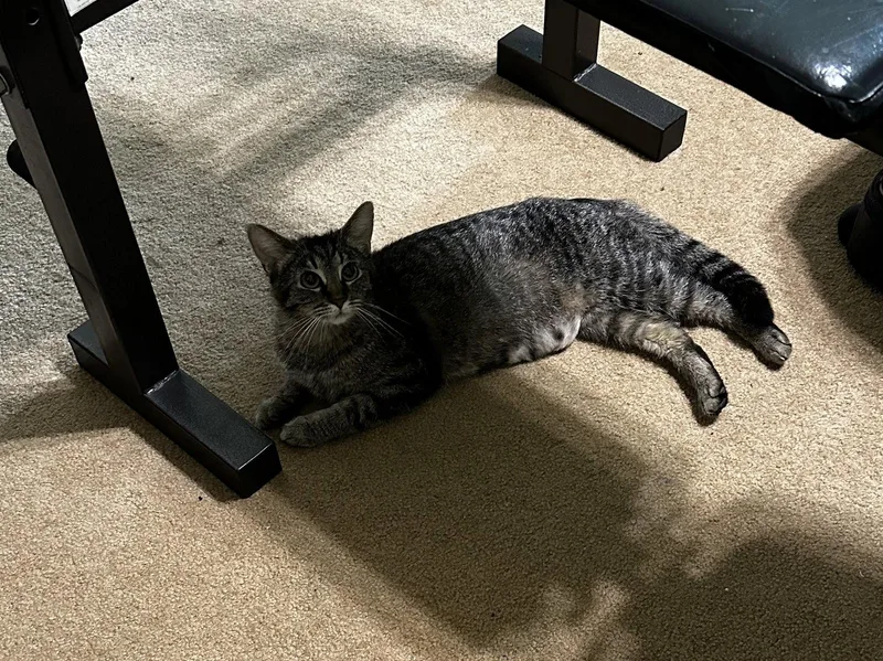 An adult medium-sized female Tabby cat named Genuine Risk for adoption in Georgetown, KY
