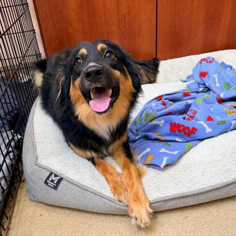 A young small-sized male Black Spaniel dog named Zac for adoption in Columbus, GA