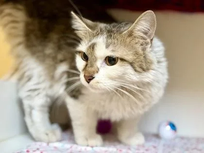 An adult medium-sized female White Domestic Medium Hair cat named Scalawag for adoption in Downers Grove, IL