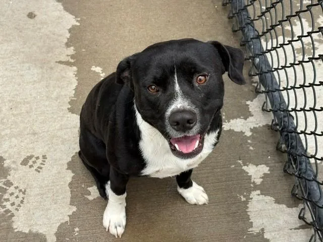 A young large-sized male Pit Bull Terrier dog named Donald Duck for adoption in Tulsa, OK