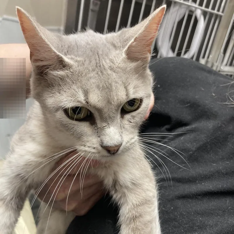 An adult small-sized female Domestic Short Hair cat named Kenya for adoption in Blue Ridge, GA
