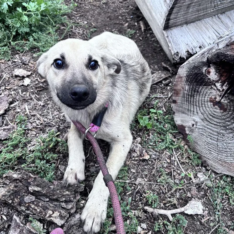 A baby small-sized male Yellow / Tan / Blond / Fawn Mixed Breed dog named Copper for adoption in Bismarck, ND